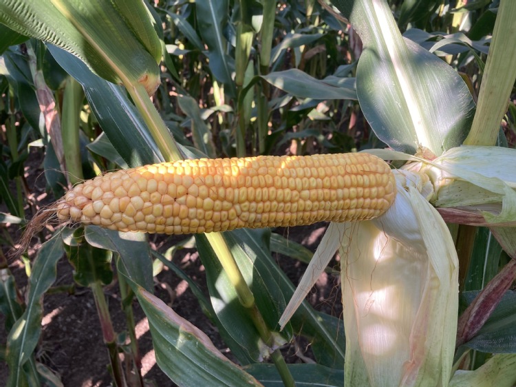 Cechy idealnej odmiany kukurydzy kiszonkowej